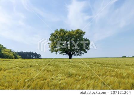 one oak with green foliage in the summer field 107121204