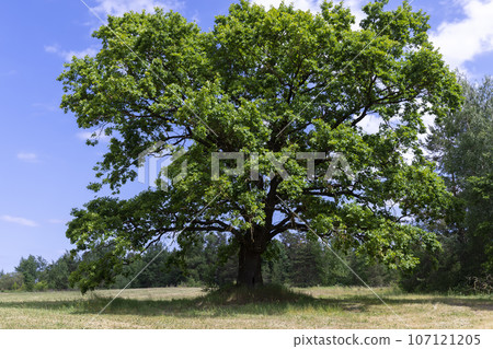old tall oak with green foliage during drought old tall oak with green foliage during drought 107121205