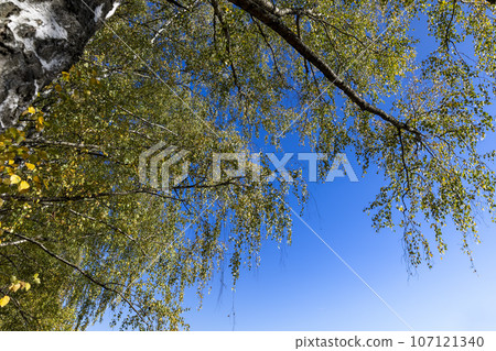 sunny autumn weather in a birch forest with a blue sky 107121340