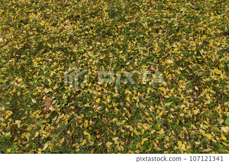 Beautiful yellow foliage of trees on green grass 107121341