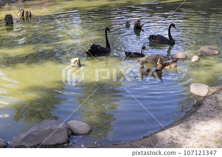 black swans living on the territory of the zoo in the summer 107121347