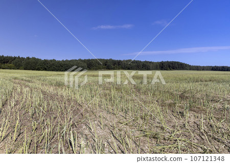 the rapeseed stubble that was left after the harvest 107121348