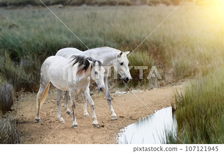 camargue horses in marsh 107121945
