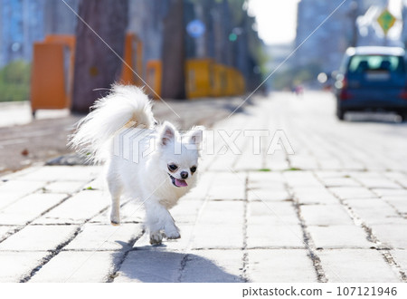 chihuahua in nature 107121946