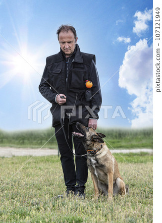 training of belgian shepherd training of belgian shepherd 107121949