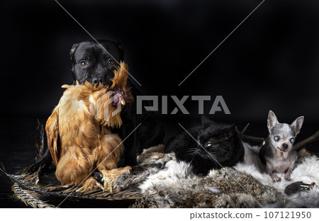 dogs, cat and voodoo dogs, cat and voodoo 107121950