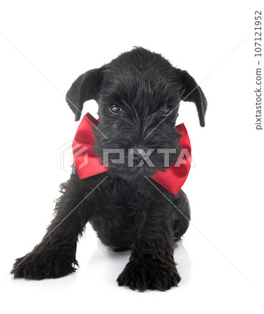 miniature schnauzer in studio 107121952