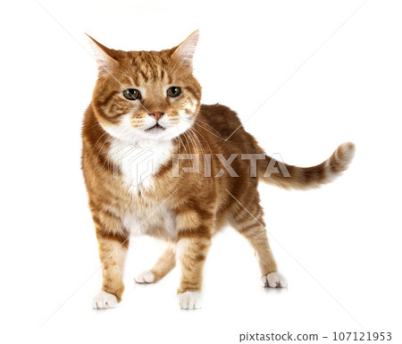 ginger cat in studio 107121953