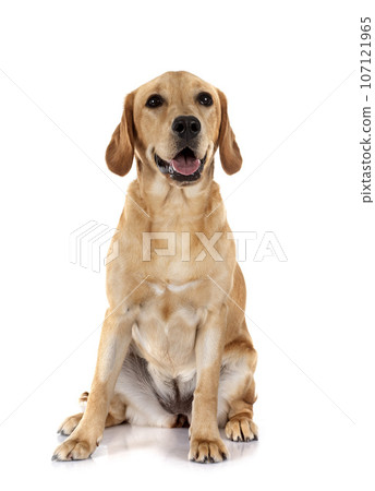 puppy labrado retriever 107121965