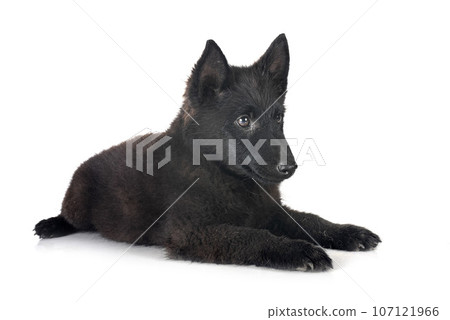 young Schipperke in studio 107121966
