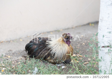 Beautiful Rooster a lying on the grass. 107122005