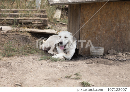 A purebred Alabai dog lie near own booth. A purebred Alabai dog lie near own booth. 107122007