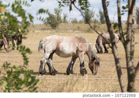Strong and powerful horses of the Branson breed. Strong and powerful horses of the Branson breed. 107122008