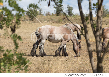 Strong and powerful horses of the Branson breed. Strong and powerful horses of the Branson breed. 107122009