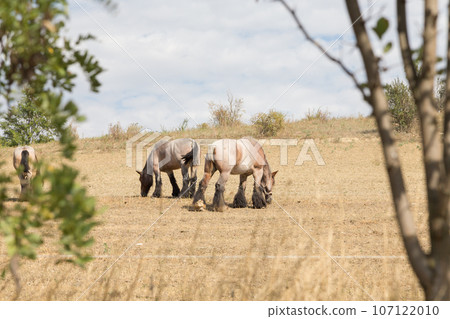 Strong and powerful horses of the Branson breed. Strong and powerful horses of the Branson breed. 107122010