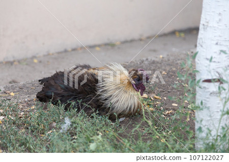 Beautiful Rooster a lying on the grass. 107122027