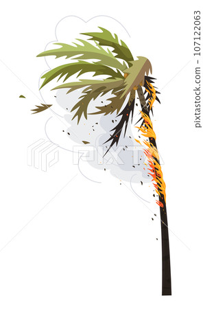 Burning Palm Tree Isolated on White, Wild Fire 107122063