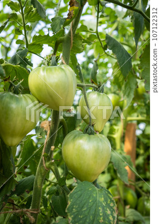 A lot of green tomatoes on a bush in a greenhouse. Tomato plants in greenhouse. Green tomatoes plantation. Organic farming, young tomato plants growth in greenhouse. 107122312