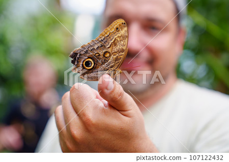 tropical butterfly with eyes on the wings caligo atreus. butterfly garden, butterfly farm 107122432