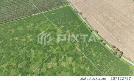 Field Microtus arvalis vole common disaster extremely attacked alfalfa Medicago sativa lucerne drone aerial plant violet flowers infested by short-tailed pest agrestis grey-brown overpopulation Field Microtus arvalis vole common disaster extremely attacked alfalfa Medicago sativa lucerne drone aerial plant violet flowers infested by short-tailed pest agrestis grey-brown overpopulation 107122727