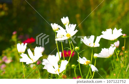 Autumn flowers Cosmos. Autumn flowers Cosmos. 107122752
