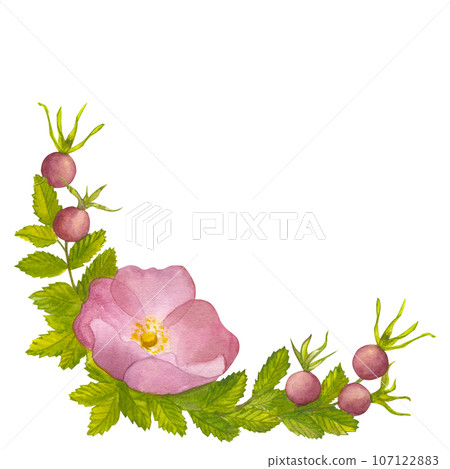 Branch Wild Rose with leaves, pink flower and red ripe berries. Hand draw watercolor illustration isolated on white background. For logo, card, print for packaging design, fabric Branch Wild Rose with leaves, pink flower and red ripe berries. Hand draw watercolor illustration isolated on white background. For logo, card, print for packaging design, fabric 107122883