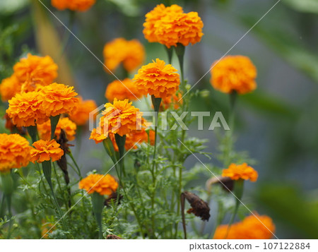 萬壽菊 107122884