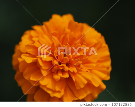 萬壽菊 萬壽菊 107122885
