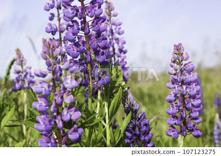 Close up purple lupines blossom. Beautiful sunny rural meadow. Blue sky with clouds. 107123275