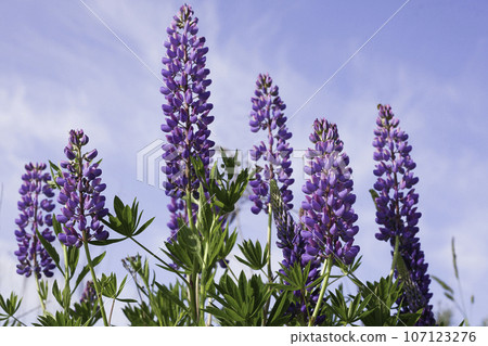 Close up purple lupines blossom. Beautiful sunny rural meadow. Blue sky with clouds. Copy space, quiet living landscape. Calmness and serenity, natural background. 107123276