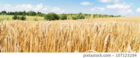 Rising ripe wheat field. Copy space. Beautiful natural summer rural landscape long background. 107123284