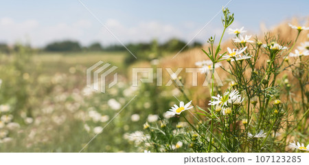 Beautiful natural summer rural landscape long background. Daisy field. Blue sky with clouds. 107123285