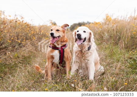 Happy ginger mixed breed and golden retriever dogs wearing red harness on yellow autumn grass. Happy ginger mixed breed and golden retriever dogs wearing red harness on yellow autumn grass. 107123333