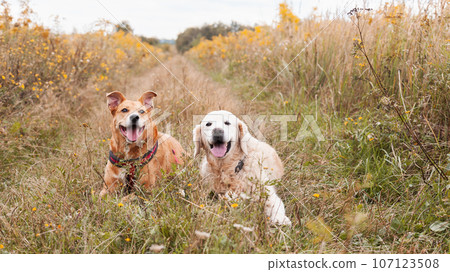 Happy ginger mixed breed and golden retriever dogs wearing red harness lying on yellow autumn grass. 107123508