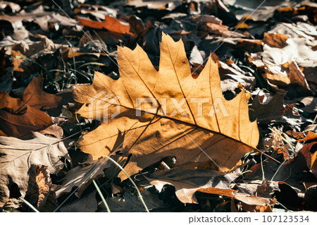 Oak dry yellow fallen leaf 107123534