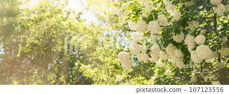 White fresh lilac flowers branch. Spring blossoms on tree. Light green easter background. White fresh lilac flowers branch. Spring blossoms on tree. Light green easter background. 107123556