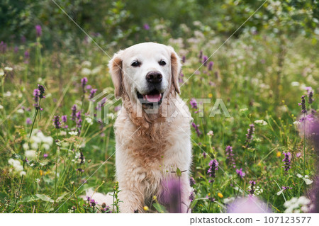 Happy smiling adorable golden retriever dog outdoors on green grass white and purple summer flowers. 107123577