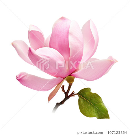 Pink magnolia flower isolated Pink magnolia flower isolated 107123864