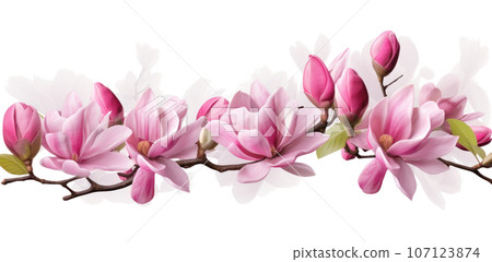 Pink magnolia flower isolated 107123874