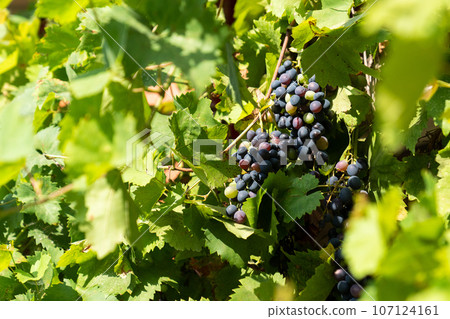 Bunches of young grapes. Bunches of young grapes. 107124161