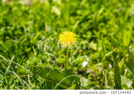 Prairie dandelion Prairie dandelion 107124440