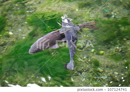 池塘里的鯉魚（五十原弁天池） 107124741