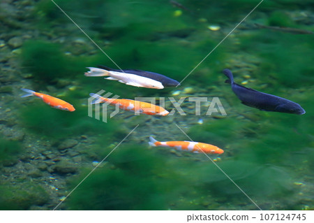 Carp in the pond (Izuruhara Benten Pond) 107124745