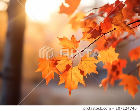 Autumn background with yellow and red leafs. Autumnal background, good for advertising or banners. 107124746