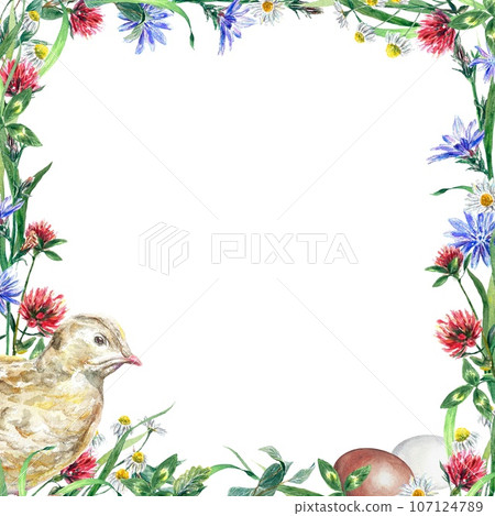 Square frame of wildflowers, chicken and eggs. Watercolor illustration on an Easter theme isolated on a white background. Greeting cards, invitations. 107124789