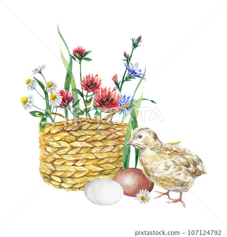 Basket with wildflowers and chicken. Watercolor illustration on an Easter theme isolated on a white background. Greeting cards, invitations, covers. 107124792