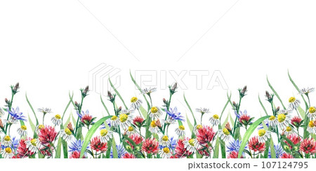 Seamless border of meadow flowers of chamomile, clover, chicory. Watercolor illustration isolated on white background. Greeting cards, invitations. Seamless border of meadow flowers of chamomile, clover, chicory. Watercolor illustration isolated on white background. Greeting cards, invitations. 107124795