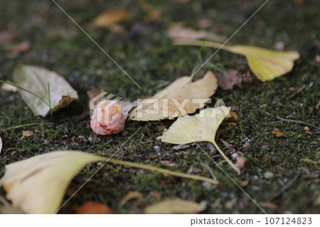 Fallen ginkgo 107124823