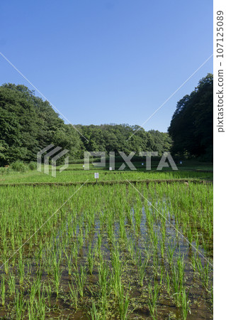 Kishi-paddy field in Sayama Hills Rice field after rice planting Kishi-paddy field in Sayama Hills Rice field after rice planting 107125089