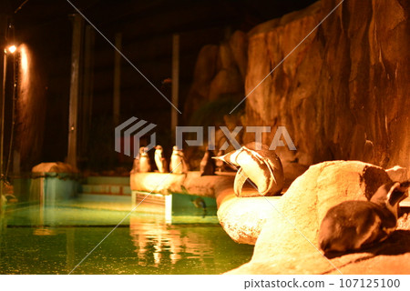 夜間動物園企鵝 夜間動物園企鵝 107125100